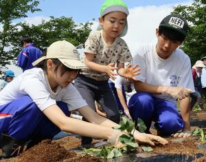 きよさと保育園の園児たちとサツマイモの苗を植える清里中の生徒=上越市清里区