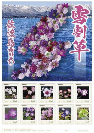佐渡の雪割草をモチーフにしたオリジナルフレーム切手