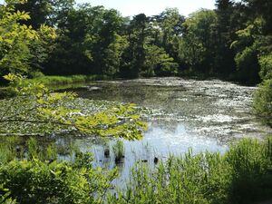 じゅんさい池=2019年5月