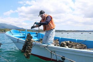 カキの稚貝を沖合のいかだに取り付ける養殖業者=佐渡市の真野湾