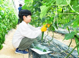 収穫体験で、もとまちきゅうりを採る参加者＝燕市吉田本町のひうら農場