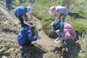 田んぼの中でカエルやヤゴ捕まえた！「佐渡ｋｉｄｓ生きもの調査隊」2026年度の活動スタート