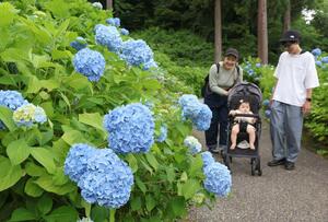 見頃を迎えている国営越後丘陵公園のアジサイ=24日、長岡市宮本東方町