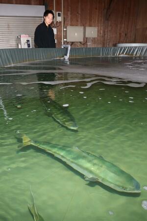 体を休めるかのように悠然と泳ぐブリ。水槽の中でリラックスさせ、魚のエネルギーを回復させる=2024年10月、北海道白糠町