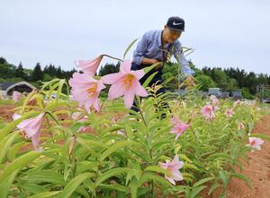 山田正司さんが世話をするヒメサユリ畑=5月15日、三条市笹巻