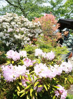 「春の庭百景めぐり」の会場になっている滝澤家では、シャクナゲの花が見頃を迎えている＝２日、村上市堀片