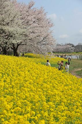 桜と菜の花のコントラストを楽しむ見物客＝１１日、新潟市西蒲区松野尾