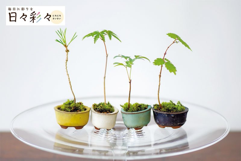 日々彩々 ］小さな鉢に託す未来 盆栽のある新しい暮らし | 新潟日報デジタルプラス