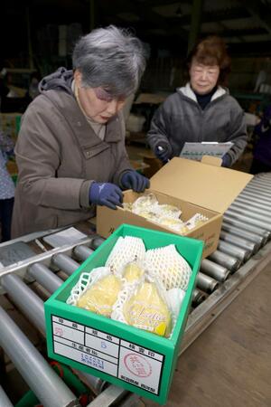 集出荷施設に運び込まれたル・レクチエを検品するＪＡの担当者ら＝新潟市南区