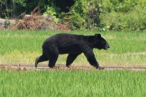 2025年6月に阿賀野市で目撃されたクマ