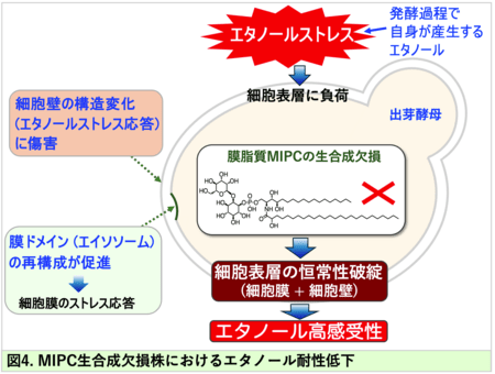 酵母はなぜ自ら作ったエタノールで死なないのか？ 国立大学法人東海