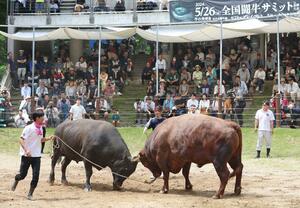 闘牛文化の伝承や活性化を目指し開かれた闘牛サミットの記念大会=5月26日、長岡市の山古志闘牛場