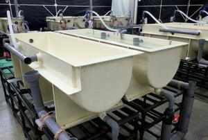 国立研究開発法人水産研究・教育機構が開発し特許を取得したシラスウナギを量産できる水槽(同機構提供)