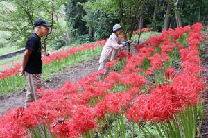 柏崎市のふるど大池で見頃を迎えているヒガンバナ=10月2日、柏崎市堀