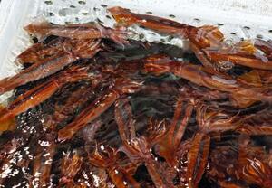 いけすで泳ぐスルメイカ=6月、北海道函館市