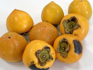 先がとがったタマネギのような形の伝内柿(松本辰也教授提供)