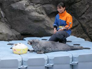 飼育員から誕生祝いのかき氷ケーキをもらうフタバ=3月11日、上越市の市立水族博物館うみがたり