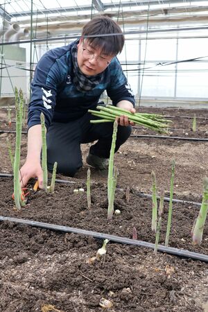 柏崎刈羽地域で出荷が始まったアスパラガス＝３月３１日、刈羽村