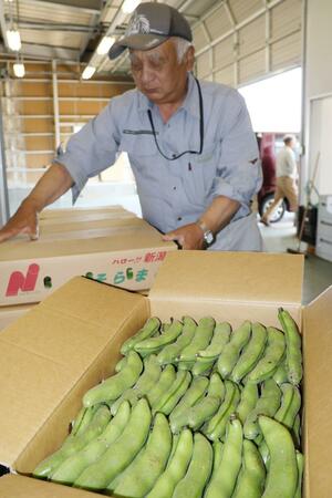 早朝に収穫され、集出荷場に運び込まれたソラマメ=28日、新潟市西蒲区升潟
