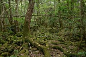 　青木ケ原樹海に足を踏み入れると、溶岩と木々に囲まれる＝山梨県内