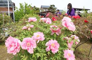 雙林寺の境内で見頃を迎えた赤やピンクのボタン＝２８日、長岡市下沼新田