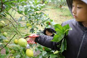 無農薬レモンの収穫を体験した小木小の児童=佐渡市小木堂釜