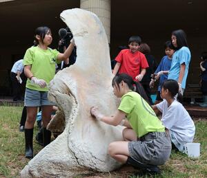 マッコウクジラの骨を洗う上下浜小の児童たち＝上越市下門前の上越科学館