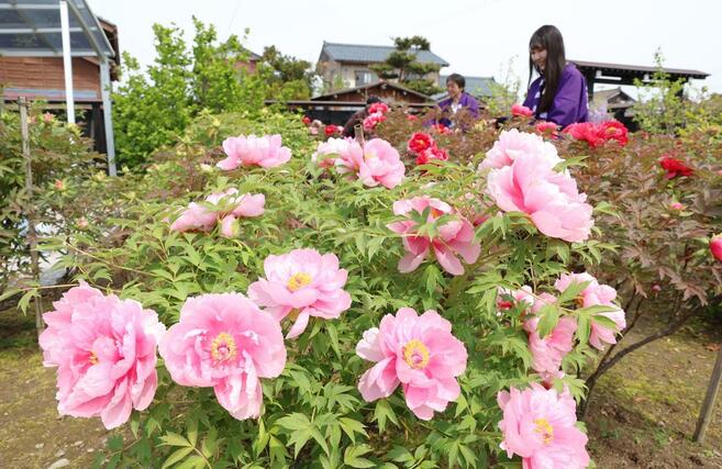 雙林寺の境内で見頃を迎えたボタン＝２８日、長岡市下沼新田