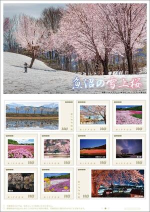 オリジナルフレーム切手「魚沼の雪上桜」の見本