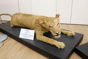 戦時中に殺処分されたライオンの剥製=9日、大阪市の天王寺動物園