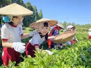 丁寧に新芽や葉を摘み取る児童ら=佐渡市立野