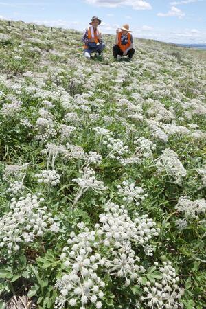 海沿いの砂地一面に可憐なハマボウフウの花が広がる野積海岸＝４日、長岡市寺泊野積