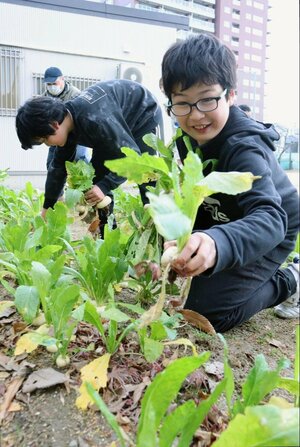 自分たちが育てた寄居かぶを収穫する白山小4年生=新潟市中央区川端町1