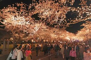 開幕日に満開となった高田城址公園の観桜会=2023年3月29日、上越市