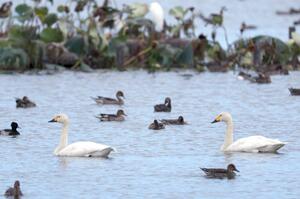 瓢湖に飛来したコハクチョウ＝７日、阿賀野市水原