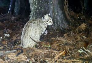 　長崎県・対馬で撮影されたツシマヤマネコ＝２０２５年６月（環境省対馬自然保護官事務所提供）