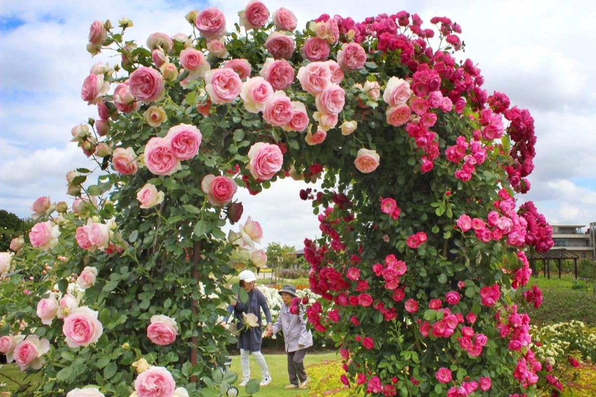 まるでプリンセスの世界♡アーチや回廊 800本のバラが見頃♪ 新潟市