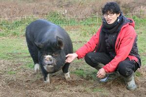 唯一の母ブタのつぶちゃんと触れ合う米澤正輝さん=佐渡市八幡