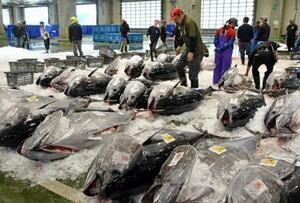 境港に今季初めて水揚げされたクロマグロ=20日午前、鳥取県境港市