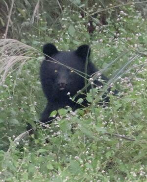 柿の木の近くにいるクマ=10月27日、湯沢町