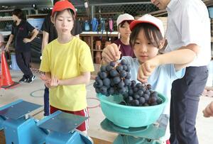 摘まれたブドウを計量する児童=9月5日、上越市高津の高士小学校