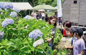 アジサイが鮮やかに咲く会場で開かれた「あじさいまつり」=6日、上越市下正善寺