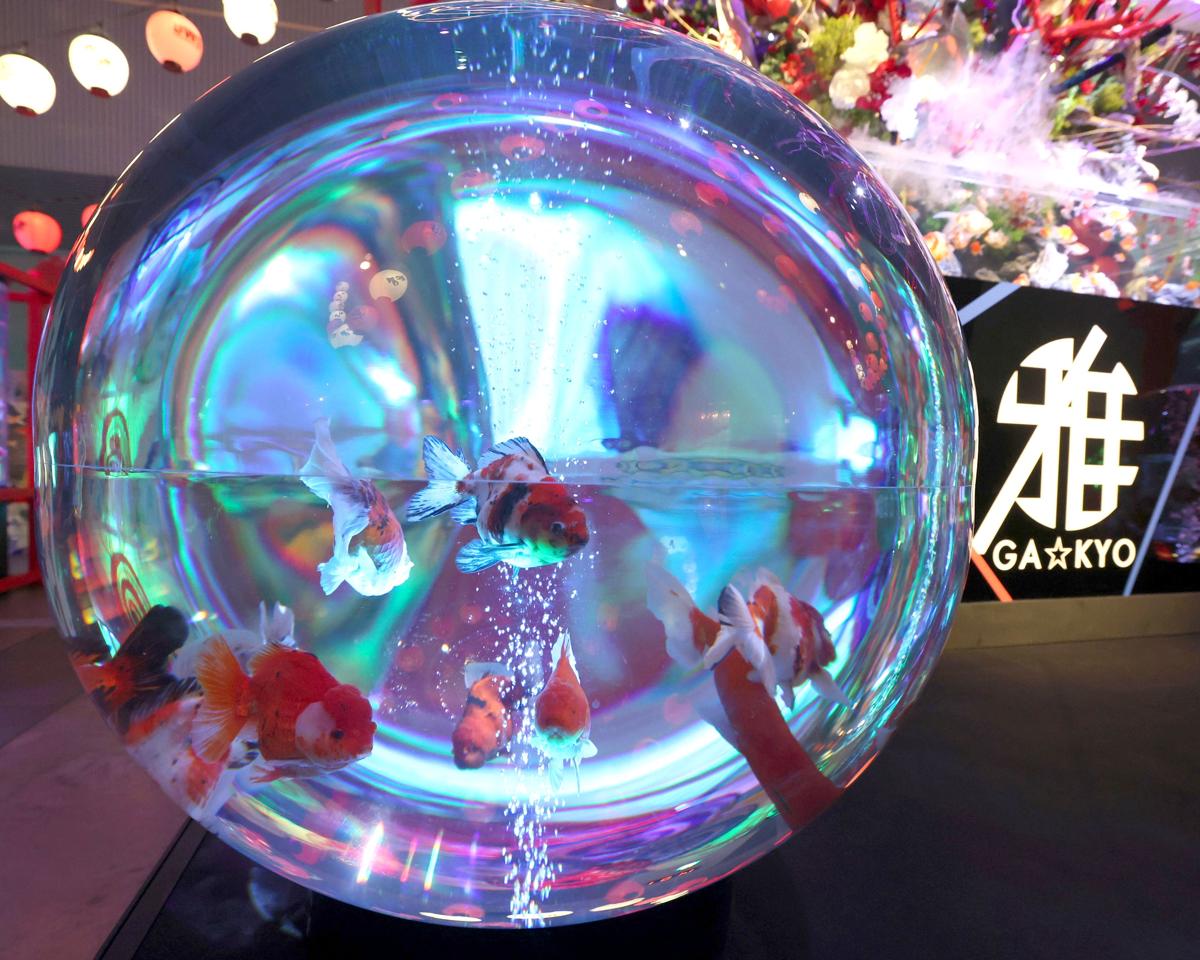 動画あり】「錦鯉・金魚アクアリウム」新潟市・朱鷺メッセで24日まで