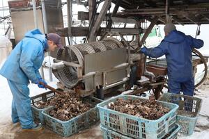 最盛期を迎えている加茂湖の養殖カキの水揚げ＝２６日、佐渡市加茂歌代