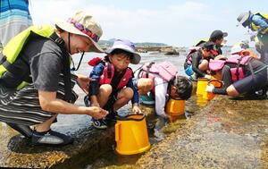子どもたちが海の生き物観察を楽しんでいる「番神自然水族館」=柏崎市番神2