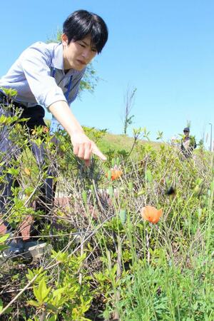 パトロールで見つけた違法ではないケシを指さす県職員＝新潟市中央区