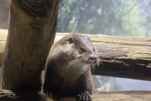 ツリーハウスで休憩するユーラシアカワウソ