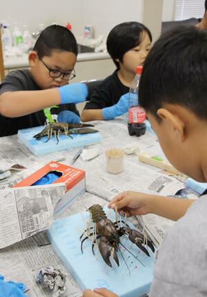 思い思いにポーズを決めたウチダザリガニの標本作り=阿賀町津川