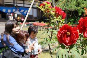 長谷寺で咲き誇るボタン＝佐渡市長谷