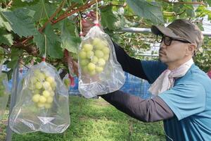 ブドウを収穫する坂正農園代表の坂上正俊さん=聖籠町二本松
